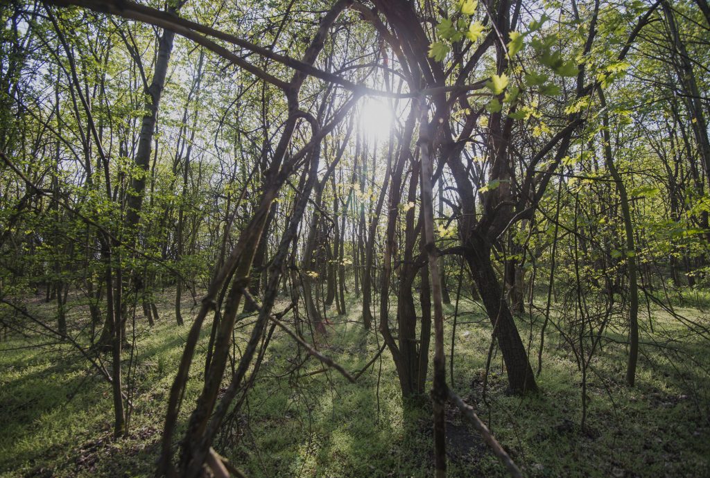 Alberi in un bosco