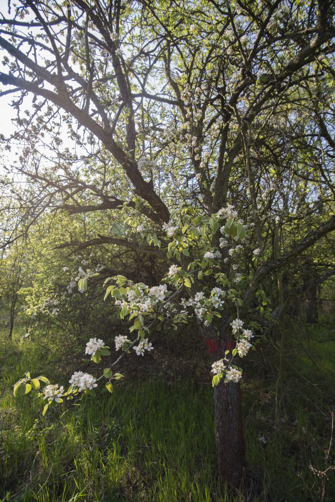 Fiori nel bosco